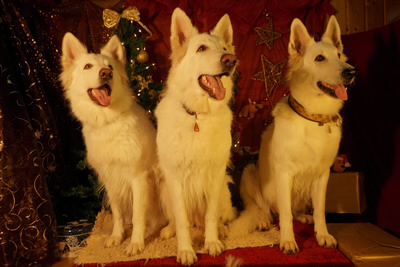 Dash, Vinia, Coralie